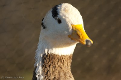 Bar-headed Goose