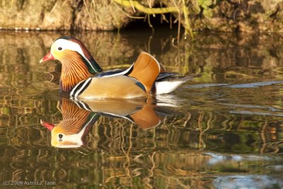 Mandarin