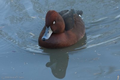 Ferruginous White-eyed