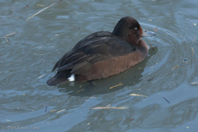 Ferruginous White-eyed (female)