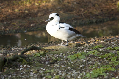 Smew