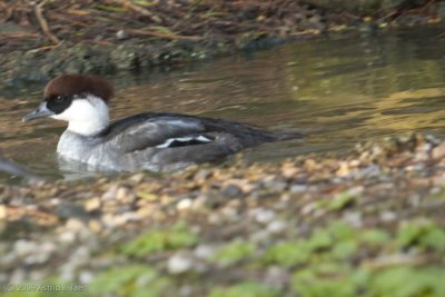 Smew (female)
