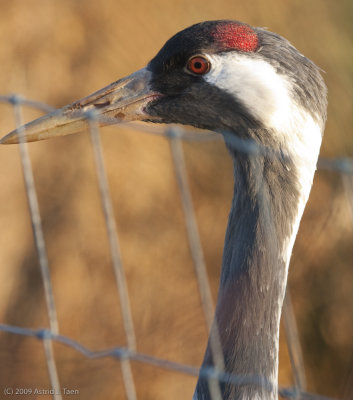 Eurasian (common) Crane