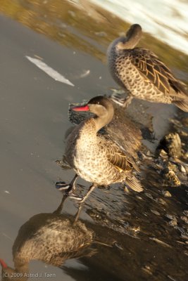 Red-billed Pintail