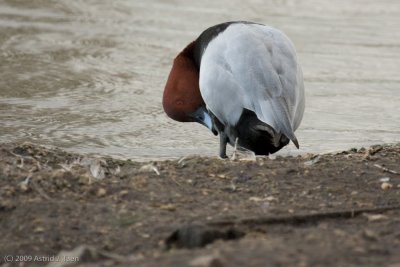 Diving Ducks