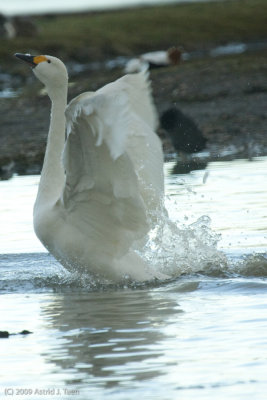 Swans