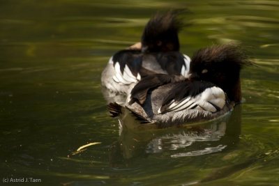 Red-breasted Mergansers