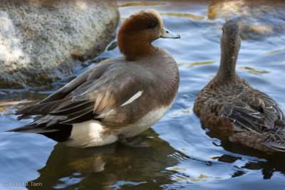 Wigeons