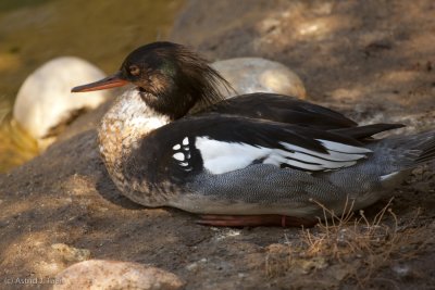 Red-breasted Mergansers