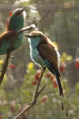 Racquet-tailed Roller