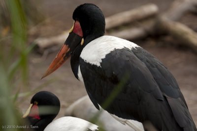 Saddle-billed Stork