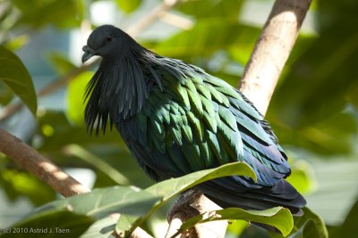 Nicobar Pigeon