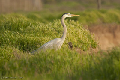 Great Blue Heron & friend