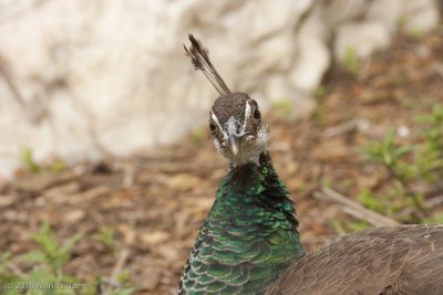 Indian Peahen