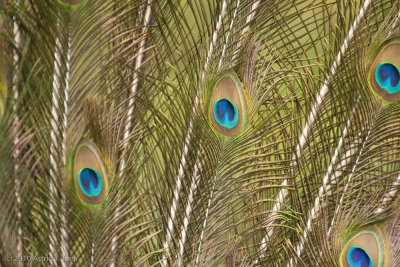 Indian Peacock