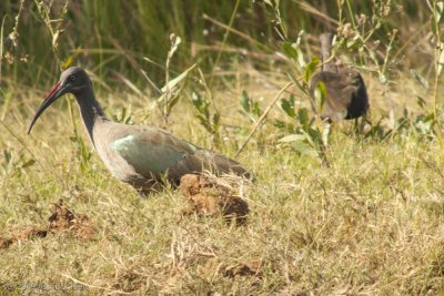 Hadada Ibis