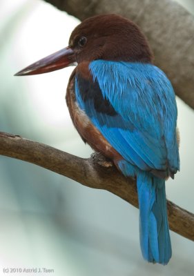 White-throated Kingfisher