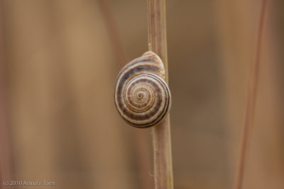 Nature's Patterns