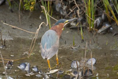 Green Heron