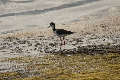 Stilts & Avocets