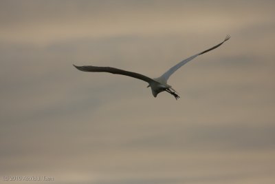 Flying Away