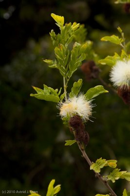 San Diego Botanical Gardens