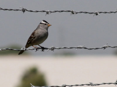 White-Crowned Sparrow