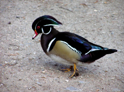 Wood Ducks