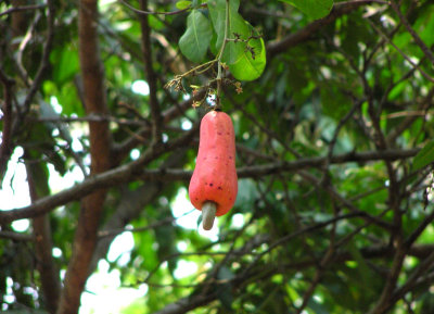 Cashew Nut Fruit
