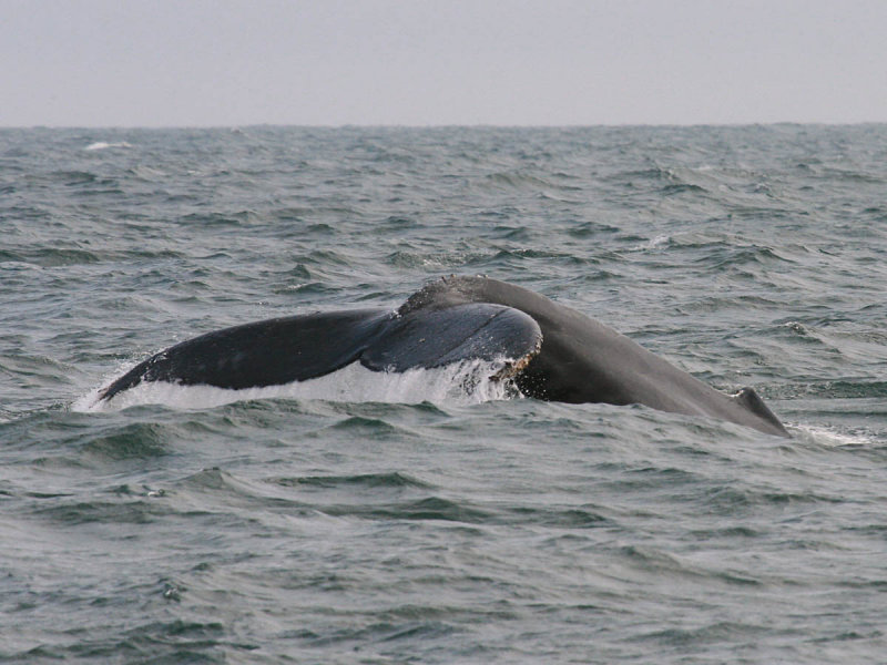 Humpback Whale