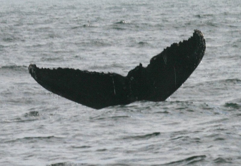 Humpback Whale