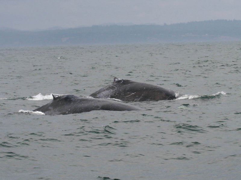Humpback Whale