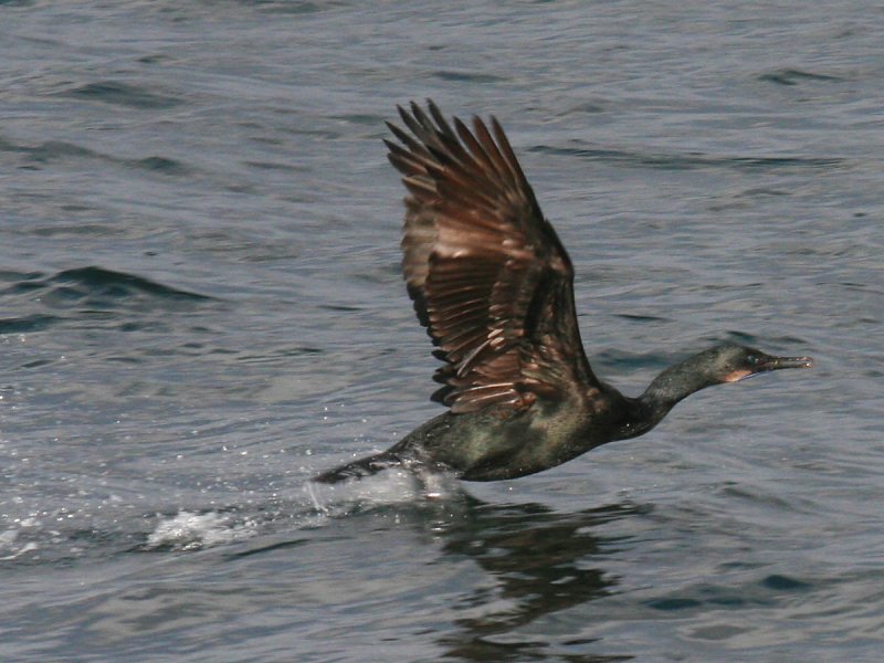 Brandts Cormorant