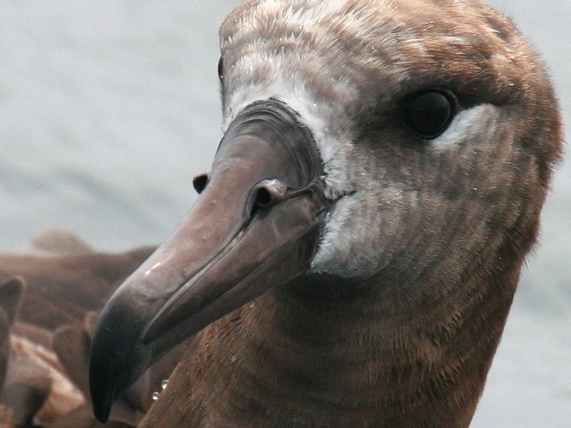 Black-footed Albatross