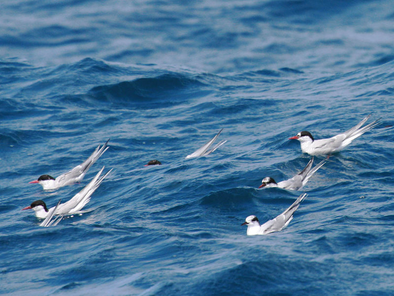 Arctic Tern