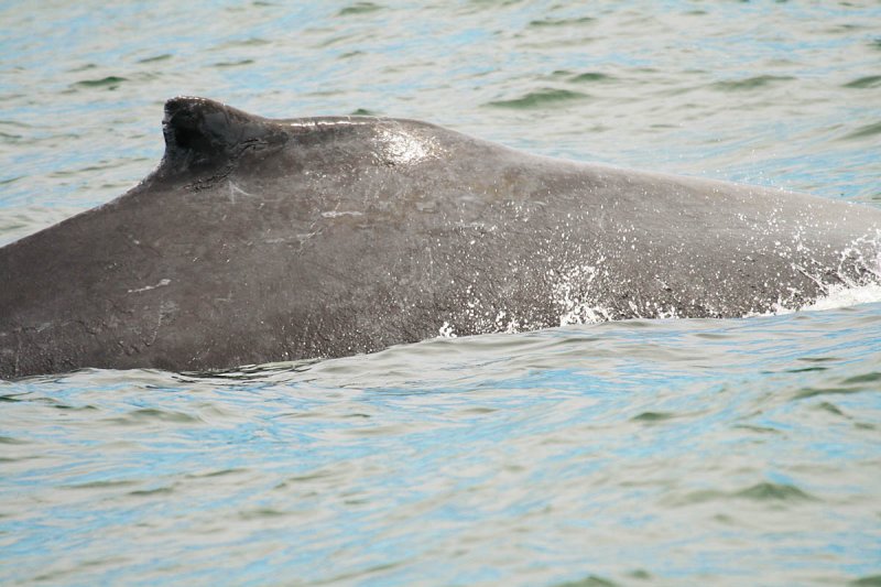 Humpback Whale