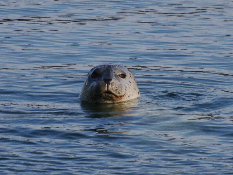 Harbor Seal