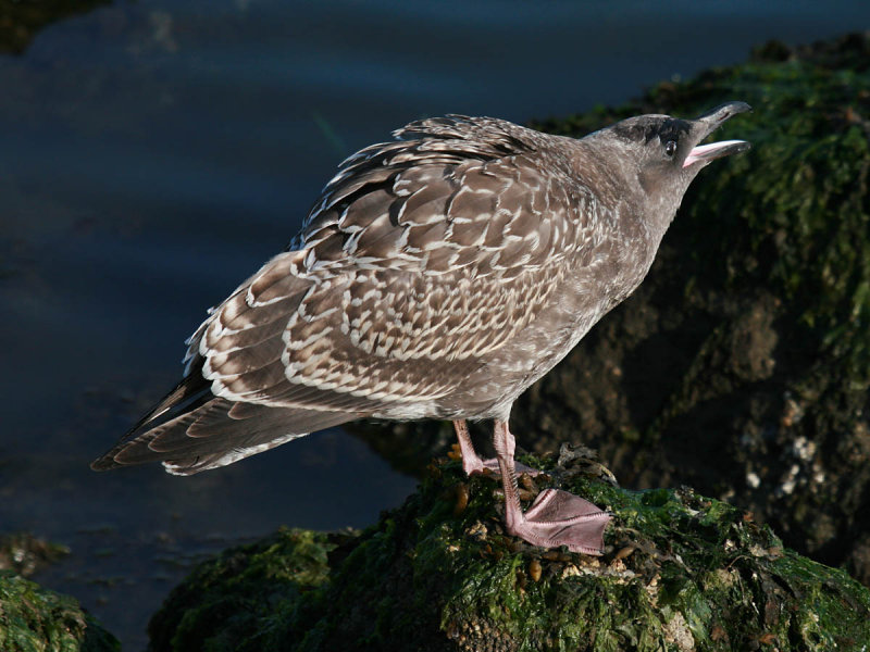 Western Gull