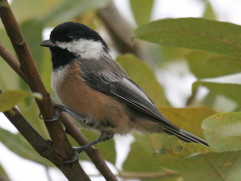 Black-capped Chickadee