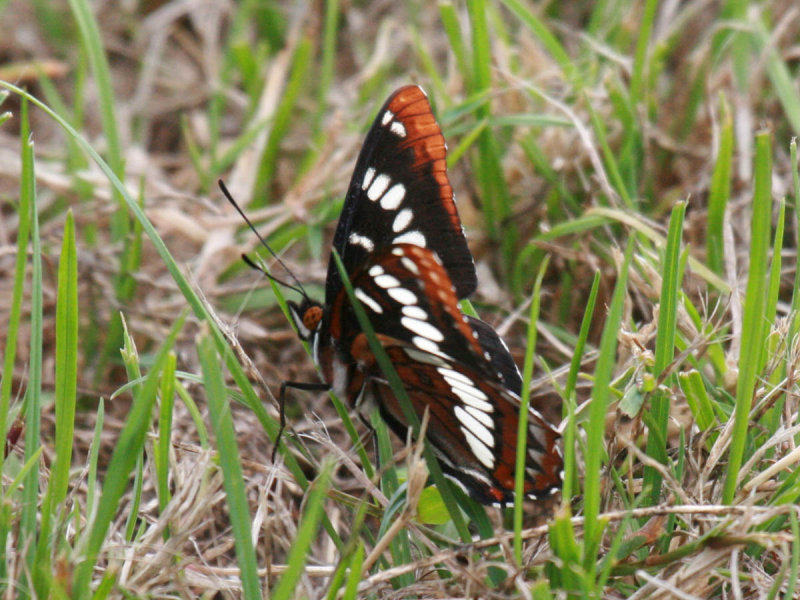 Lorquins Admiral