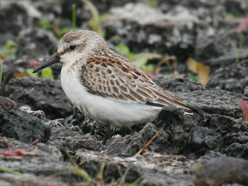 Western Sandpiper
