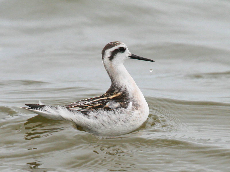 Red-necked Phalarope