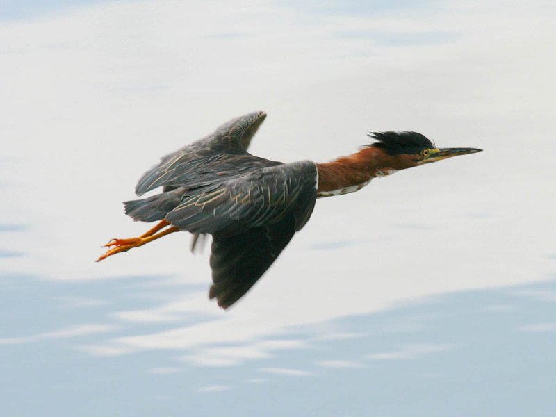Green Heron