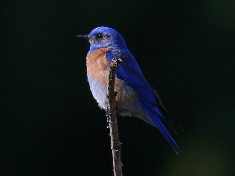 Western Bluebird