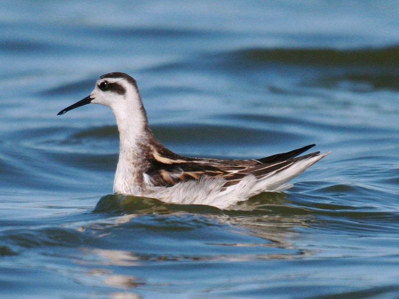 Red-necked Phalarope