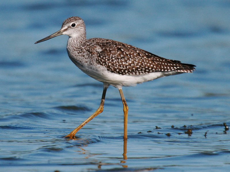 Greater Yellowlegs