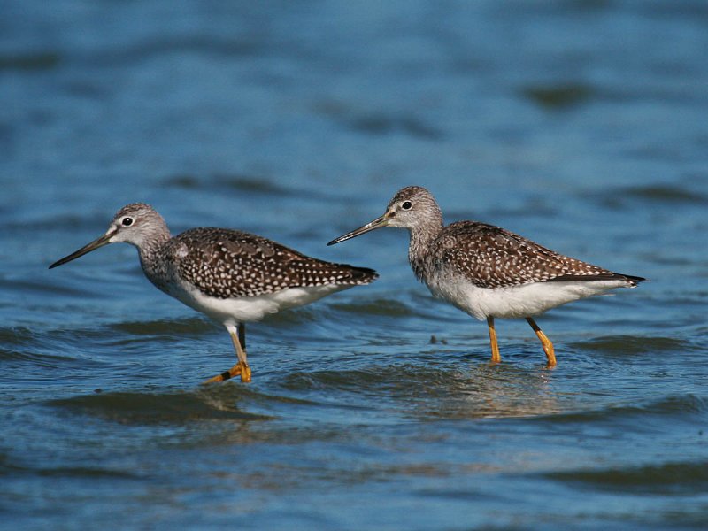 Greater Yellowlegs