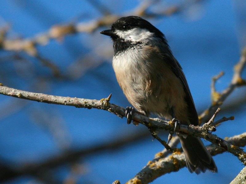 Black-capped Chickadee