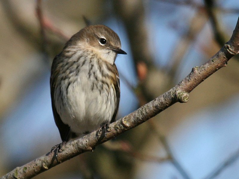 Yellow-rumped Warbler