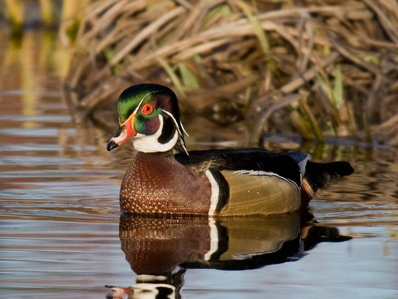 Wood Duck